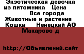 Экзотическая девочка из питомника › Цена ­ 25 000 - Все города Животные и растения » Кошки   . Ненецкий АО,Макарово д.